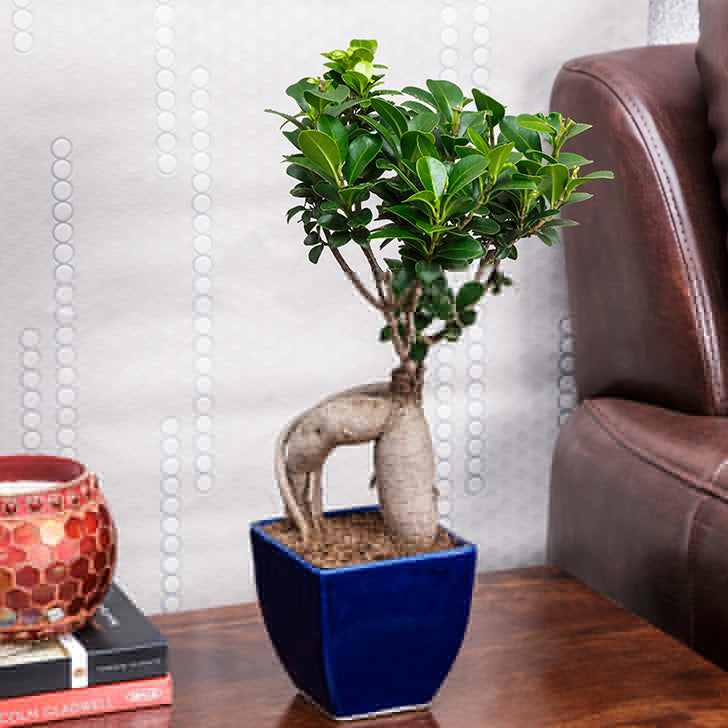 Bonsai 3 year old plant in pot - for online delivery for corporate gift birthday anniversary congratulations good-luck - free urgent delivery India - Delhi Mumbai Bangalore Pune Hyderabad Chennai Kolkata Ahmedabad