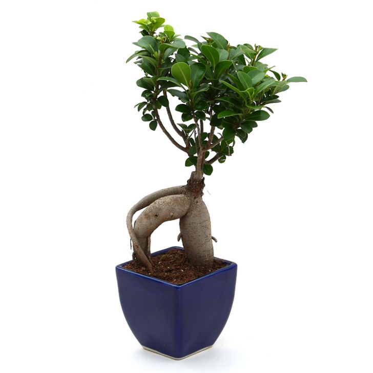 Bonsai 3 year old plant in pot - for online delivery for corporate gift birthday anniversary congratulations good-luck - free urgent delivery India - Delhi Mumbai Bangalore Pune Hyderabad Chennai Kolkata Ahmedabad
