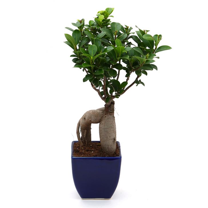 Bonsai 3 year old plant in pot - for online delivery for corporate gift birthday anniversary congratulations good-luck - free urgent delivery India - Delhi Mumbai Bangalore Pune Hyderabad Chennai Kolkata Ahmedabad