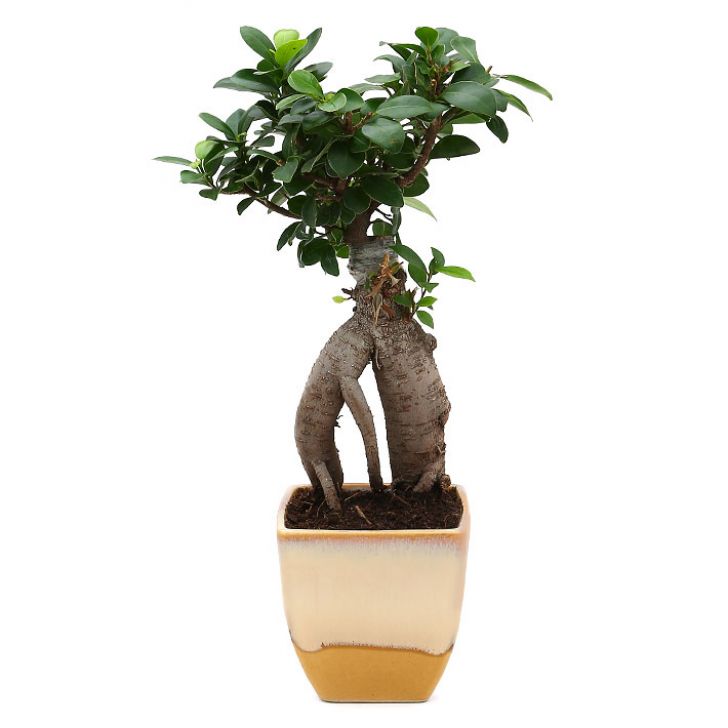 Ficus Bonsai 3 year old plant in pot - for online delivery for corporate gift birthday anniversary congratulations good-luck - free urgent delivery India - Delhi Mumbai Bangalore Pune Hyderabad Chennai Kolkata Ahmedabad NOIDA Gurugram