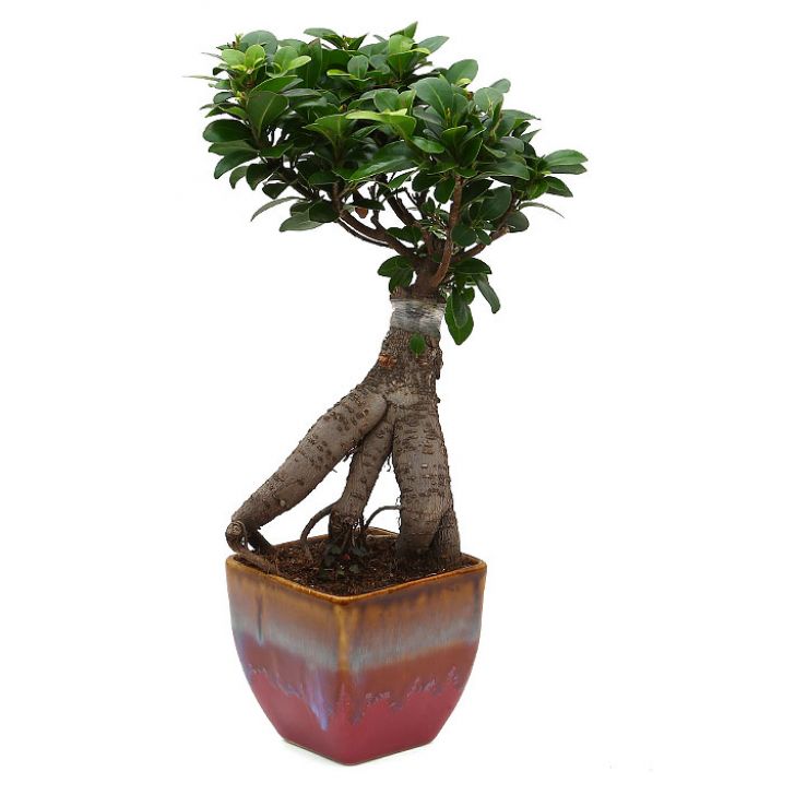Exotic Green Alluring Ficus 3 Year Old Bonsai Plant English Purple Pot