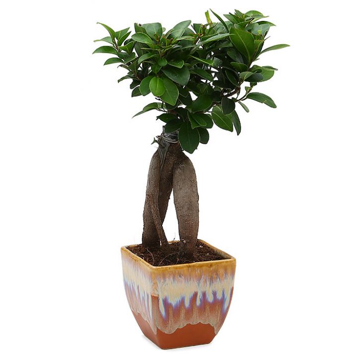 Ficus Bonsai 3 year old plant in pot - for online delivery for corporate gift birthday anniversary congratulations good-luck - free urgent delivery India - Delhi Mumbai Bangalore Pune Hyderabad Chennai Kolkata Ahmedabad