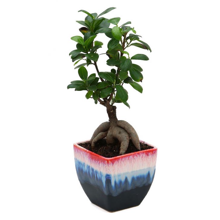 Ficus Bonsai 3 year old plant in pot - for online delivery for corporate gift birthday anniversary congratulations good-luck - free urgent delivery India - Delhi Mumbai Bangalore Pune Hyderabad Chennai Kolkata Ahmedabad