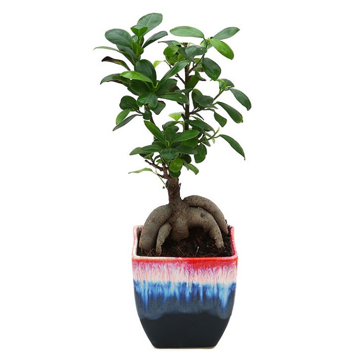 Ficus Bonsai 3 year old plant in pot - for online delivery for corporate gift birthday anniversary congratulations good-luck - free urgent delivery India - Delhi Mumbai Bangalore Pune Hyderabad Chennai Kolkata Ahmedabad