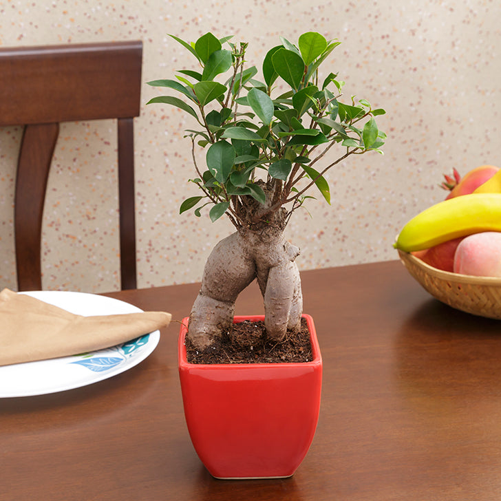 Ficus Bonsai 3 year old plant in pot - for online delivery for corporate gift birthday anniversary congratulations good-luck - free urgent delivery India - Delhi Mumbai Bangalore Pune Hyderabad Chennai Kolkata Ahmedabad