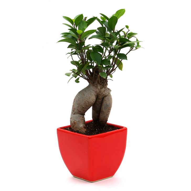 Ficus Bonsai 3 year old plant in pot - for online delivery for corporate gift birthday anniversary congratulations good-luck - free urgent delivery India - Delhi Mumbai Bangalore Pune Hyderabad Chennai Kolkata Ahmedabad