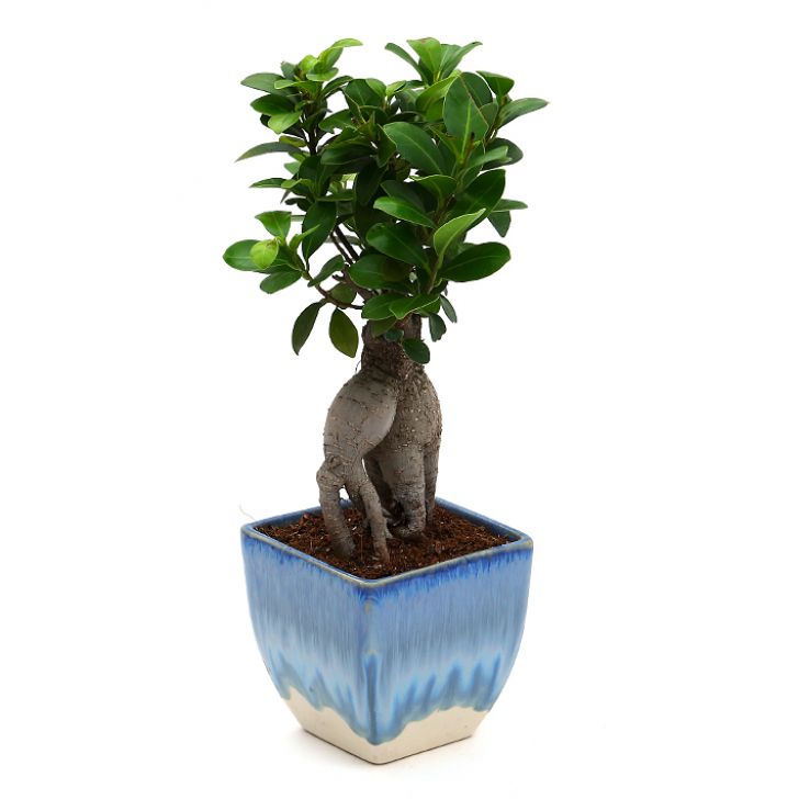 Ficus Bonsai 3 year old plant in pot - for online delivery for corporate gift birthday anniversary congratulations good-luck - free urgent delivery India - Delhi Mumbai Bangalore Pune Hyderabad Chennai Kolkata Ahmedabad