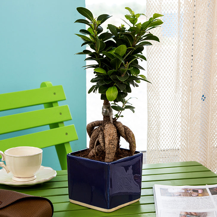 Ficus Bonsai 3 year old plant in pot - for online delivery for corporate gift birthday anniversary congratulations good-luck - free urgent delivery India - Delhi Mumbai Bangalore Pune Hyderabad Chennai Kolkata Ahmedabad NOIDA Gurugram