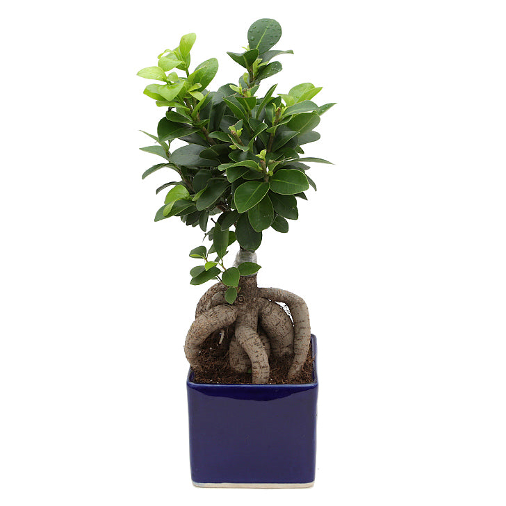 Ficus Bonsai 3 year old plant in pot - for online delivery for corporate gift birthday anniversary congratulations good-luck - free urgent delivery India - Delhi Mumbai Bangalore Pune Hyderabad Chennai Kolkata Ahmedabad NOIDA Gurugram