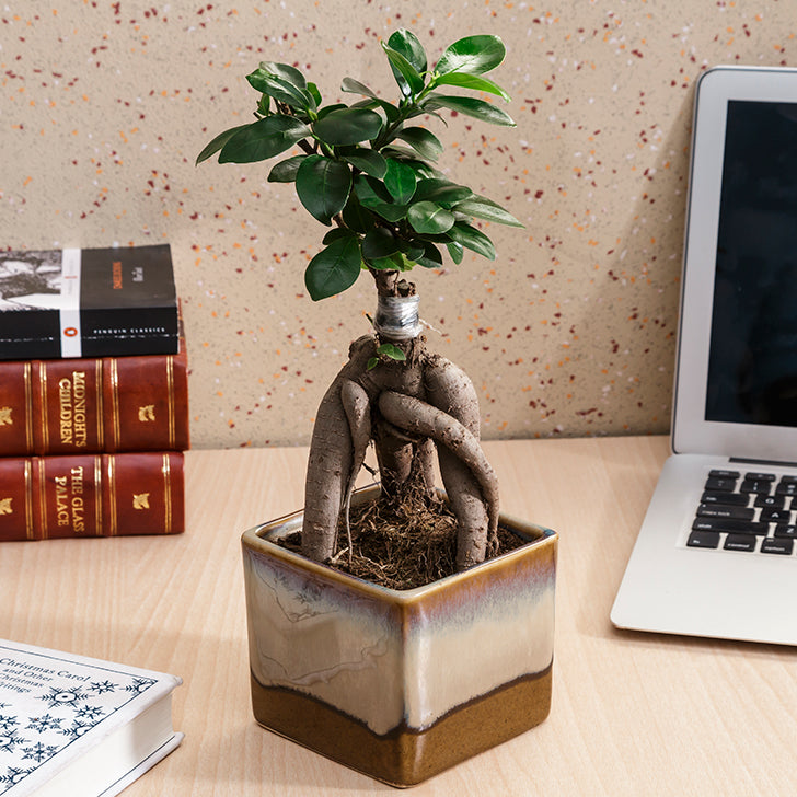 Ficus Bonsai 3 year old plant in pot - for online delivery for corporate gift birthday anniversary congratulations good-luck - free urgent delivery India - Delhi Mumbai Bangalore Pune Hyderabad Chennai Kolkata Ahmedabad