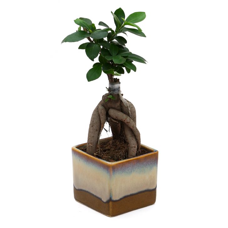 Ficus Bonsai 3 year old plant in pot - for online delivery for corporate gift birthday anniversary congratulations good-luck - free urgent delivery India - Delhi Mumbai Bangalore Pune Hyderabad Chennai Kolkata Ahmedabad