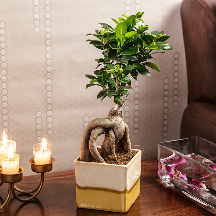 Ficus Bonsai 3 year old plant in pot - for online delivery for corporate gift birthday anniversary congratulations good-luck - free urgent delivery India - Delhi Mumbai Bangalore Pune Hyderabad Chennai Kolkata Ahmedabad