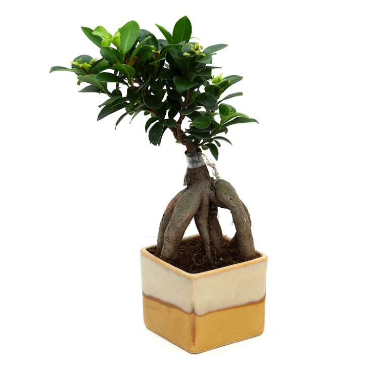 Ficus Bonsai 3 year old plant in pot - for online delivery for corporate gift birthday anniversary congratulations good-luck - free urgent delivery India - Delhi Mumbai Bangalore Pune Hyderabad Chennai Kolkata Ahmedabad