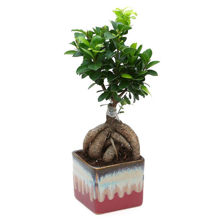 Ficus Bonsai 3 year old plant in pot - for online delivery for corporate gift birthday anniversary congratulations good-luck - free urgent delivery India - Delhi Mumbai Bangalore Pune Hyderabad Chennai Kolkata Ahmedabad NOIDA Gurugram
