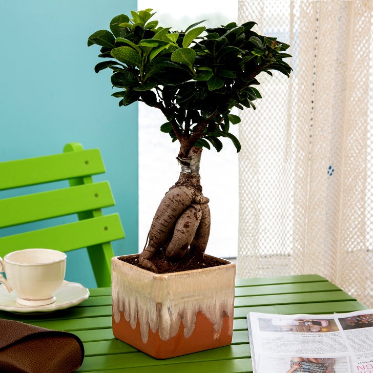 Ficus Bonsai 3 year old plant in pot - for online delivery for corporate gift birthday anniversary congratulations good-luck - free urgent delivery India - Delhi Mumbai Bangalore Pune Hyderabad Chennai Kolkata Ahmedabad NOIDA Gurugram