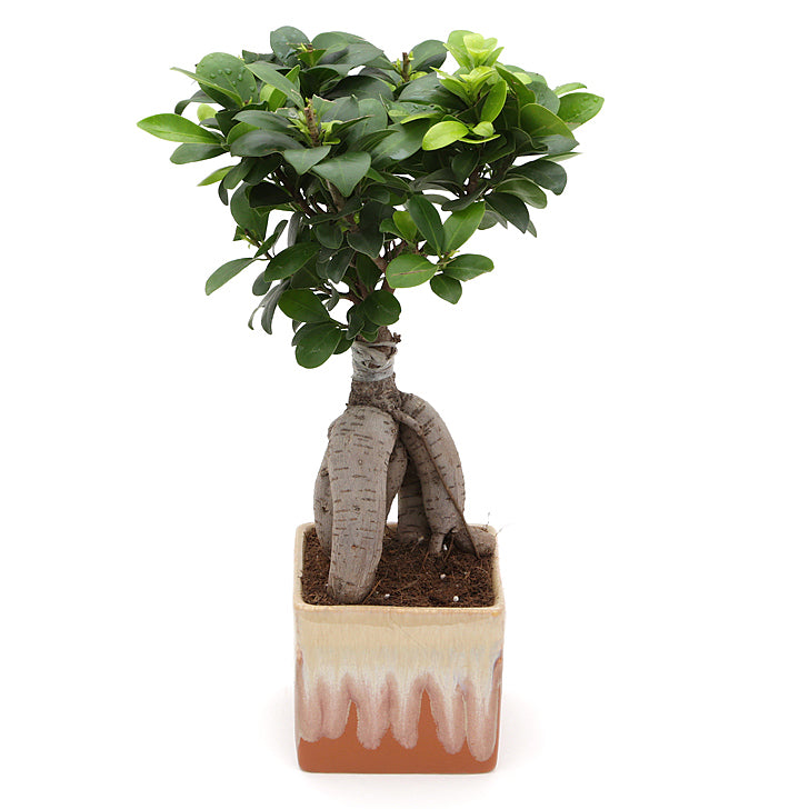 Ficus Bonsai 3 year old plant in pot - for online delivery for corporate gift birthday anniversary congratulations good-luck - free urgent delivery India - Delhi Mumbai Bangalore Pune Hyderabad Chennai Kolkata Ahmedabad NOIDA Gurugram