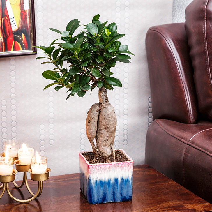 Ficus Bonsai 3 year old plant in pot - for online delivery for corporate gift birthday anniversary congratulations good-luck - free urgent delivery India - Delhi Mumbai Bangalore Pune Hyderabad Chennai Kolkata Ahmedabad NOIDA Gurugram