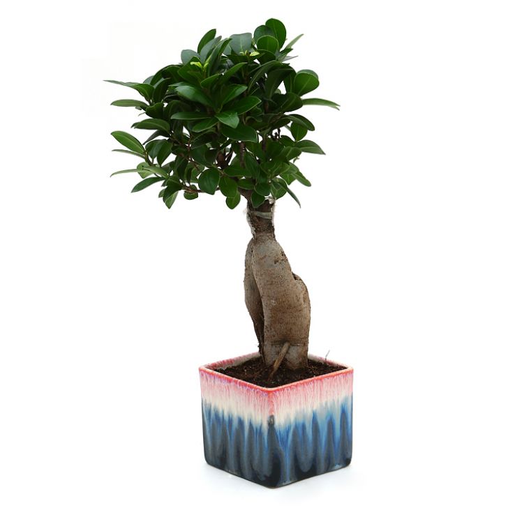 Ficus Bonsai 3 year old plant in pot - for online delivery for corporate gift birthday anniversary congratulations good-luck - free urgent delivery India - Delhi Mumbai Bangalore Pune Hyderabad Chennai Kolkata Ahmedabad NOIDA Gurugram
