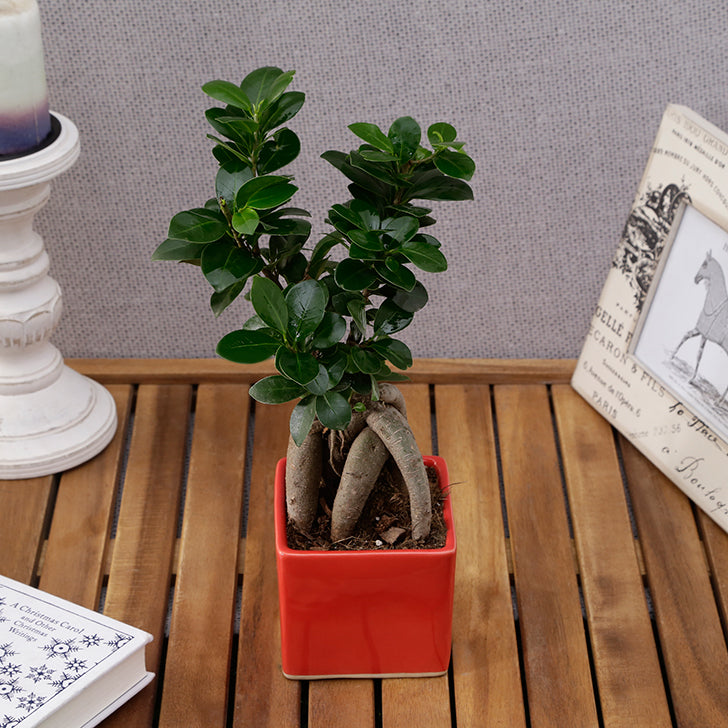Ficus Bonsai 3 year old plant in pot - for online delivery for corporate gift birthday anniversary congratulations good-luck - free urgent delivery India - Delhi Mumbai Bangalore Pune Hyderabad Chennai Kolkata Ahmedabad NOIDA Gurugram