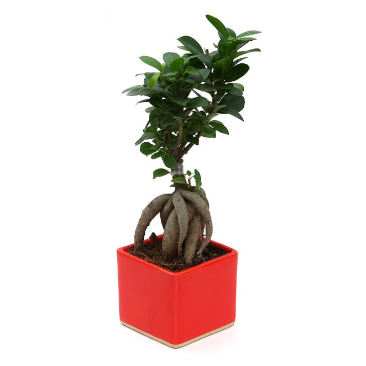 Ficus Bonsai 3 year old plant in pot - for online delivery for corporate gift birthday anniversary congratulations good-luck - free urgent delivery India - Delhi Mumbai Bangalore Pune Hyderabad Chennai Kolkata Ahmedabad NOIDA Gurugram