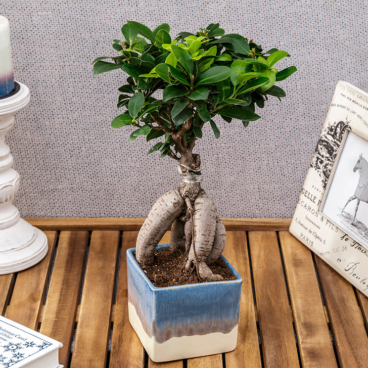 Ficus Bonsai 3 year old plant in pot - for online delivery for corporate gift birthday anniversary congratulations good-luck - free urgent delivery India - Delhi Mumbai Bangalore Pune Hyderabad Chennai Kolkata Ahmedabad NOIDA Gurugram
