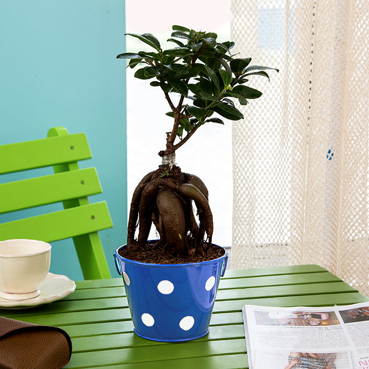 Ficus Bonsai 3 year old plant in pot - for online delivery for corporate gift birthday anniversary congratulations good-luck - free urgent delivery India - Delhi Mumbai Bangalore Pune Hyderabad Chennai Kolkata Ahmedabad NOIDA Gurugram