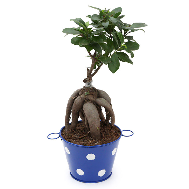 Ficus Bonsai 3 year old plant in pot - for online delivery for corporate gift birthday anniversary congratulations good-luck - free urgent delivery India - Delhi Mumbai Bangalore Pune Hyderabad Chennai Kolkata Ahmedabad NOIDA Gurugram