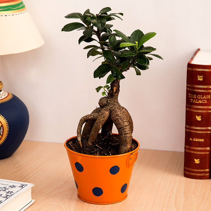 Ficus Bonsai 3 year old plant in pot - for online delivery for corporate gift birthday anniversary congratulations good-luck - free urgent delivery India - Delhi Mumbai Bangalore Pune Hyderabad Chennai Kolkata Ahmedabad NOIDA Gurugram