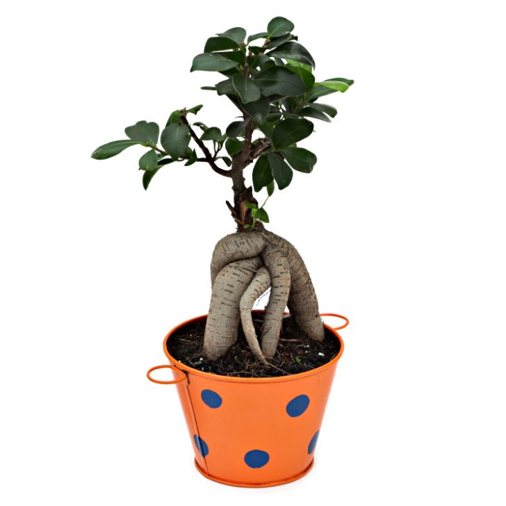 Ficus Bonsai 3 year old plant in pot - for online delivery for corporate gift birthday anniversary congratulations good-luck - free urgent delivery India - Delhi Mumbai Bangalore Pune Hyderabad Chennai Kolkata Ahmedabad NOIDA Gurugram