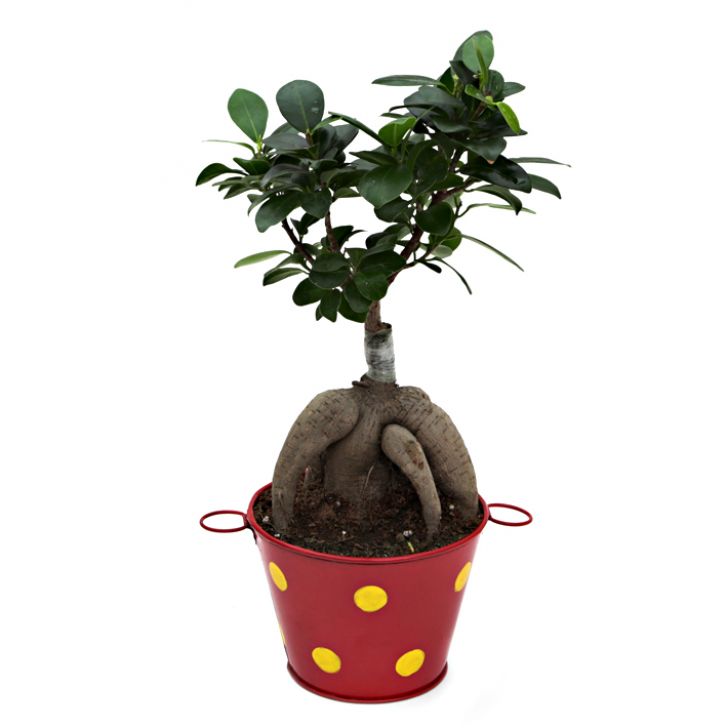 Ficus Bonsai 3 year old plant in pot - for online delivery for corporate gift birthday anniversary congratulations good-luck - free urgent delivery India - Delhi Mumbai Bangalore Pune Hyderabad Chennai Kolkata Ahmedabad NOIDA Gurugram