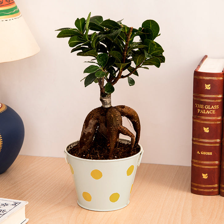 Ficus Bonsai 3 year old plant in pot - for online delivery for corporate gift birthday anniversary congratulations good-luck - free urgent delivery India - Delhi Mumbai Bangalore Pune Hyderabad Chennai Kolkata Ahmedabad NOIDA Gurugram