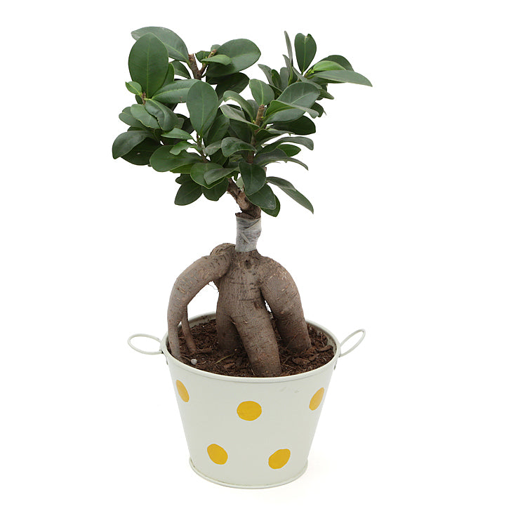 Ficus Bonsai 3 year old plant in pot - for online delivery for corporate gift birthday anniversary congratulations good-luck - free urgent delivery India - Delhi Mumbai Bangalore Pune Hyderabad Chennai Kolkata Ahmedabad NOIDA Gurugram