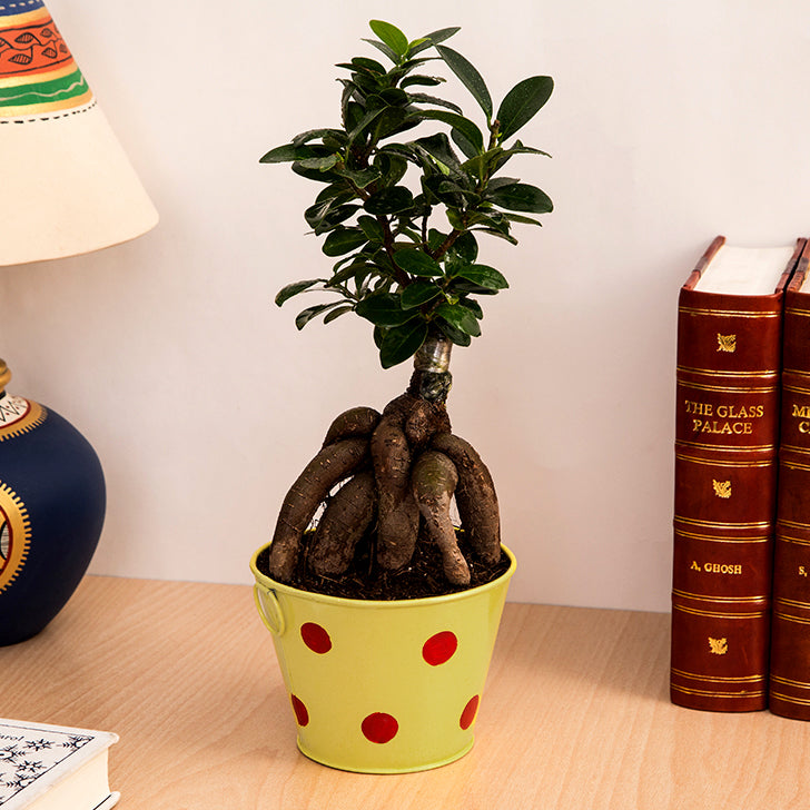 Ficus Bonsai 3 year old plant in pot - for online delivery for corporate gift birthday anniversary congratulations good-luck - free urgent delivery India - Delhi Mumbai Bangalore Pune Hyderabad Chennai Kolkata Ahmedabad NOIDA Gurugram