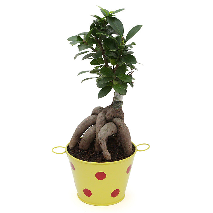 Ficus Bonsai 3 year old plant in pot - for online delivery for corporate gift birthday anniversary congratulations good-luck - free urgent delivery India - Delhi Mumbai Bangalore Pune Hyderabad Chennai Kolkata Ahmedabad NOIDA Gurugram