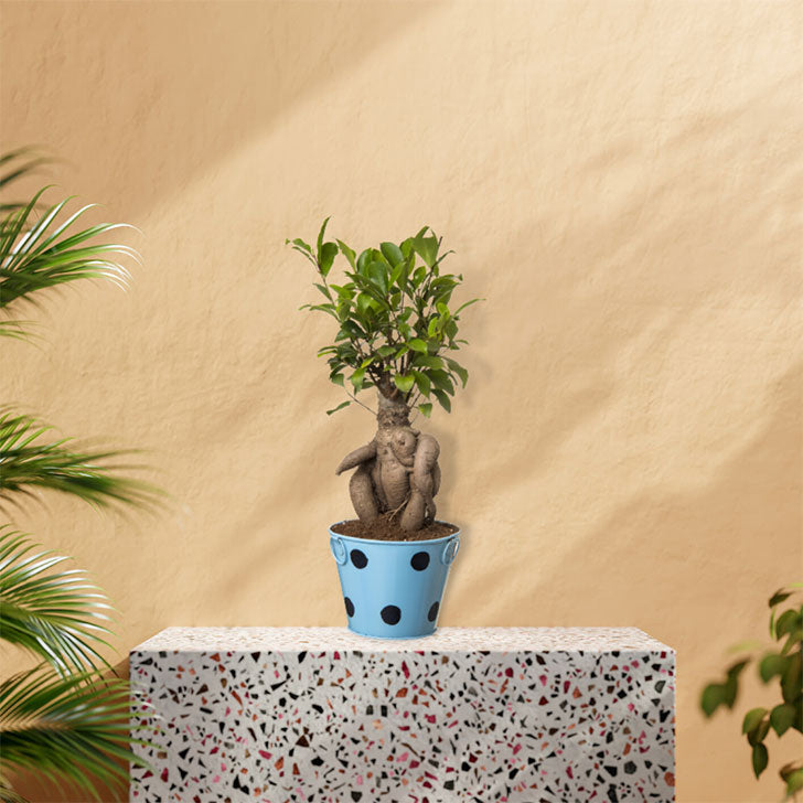 Ficus Bonsai 4 year old plant in pot - for online delivery for corporate gift birthday anniversary congratulations good-luck - free urgent delivery India - Delhi Mumbai Bangalore Pune Hyderabad Chennai Kolkata Ahmedabad NOIDA Gurugram
