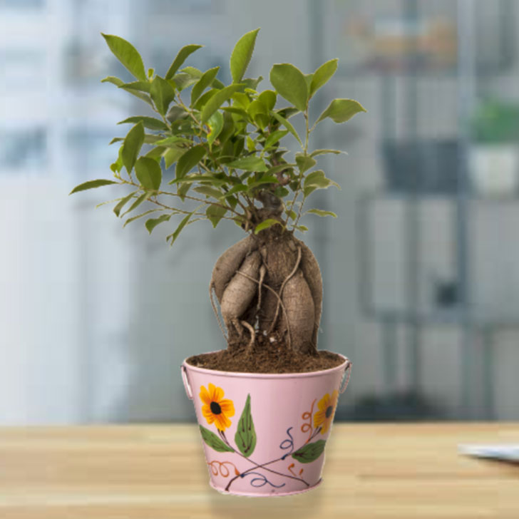 Ficus Bonsai 4 year old plant in pot - for online delivery for corporate gift birthday anniversary congratulations good-luck - free urgent delivery India - Delhi Mumbai Bangalore Pune Hyderabad Chennai Kolkata Ahmedabad NOIDA Gurugram