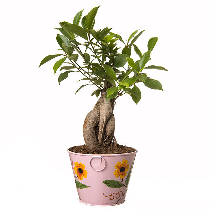 Ficus Bonsai 4 year old plant in pot - for online delivery for corporate gift birthday anniversary congratulations good-luck - free urgent delivery India - Delhi Mumbai Bangalore Pune Hyderabad Chennai Kolkata Ahmedabad NOIDA Gurugram