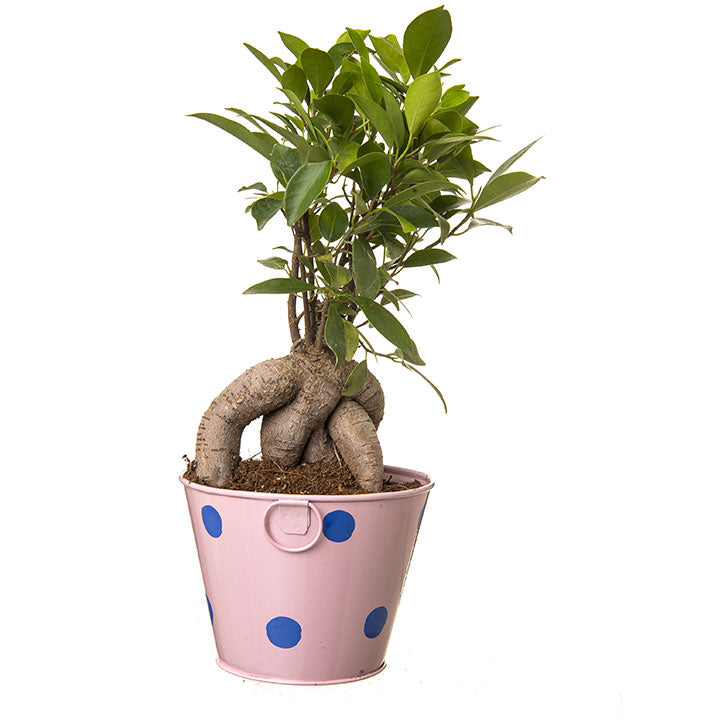 Ficus Bonsai 4 year old plant in pot - for online delivery for corporate gift birthday anniversary congratulations good-luck - free urgent delivery India - Delhi Mumbai Bangalore Pune Hyderabad Chennai Kolkata Ahmedabad