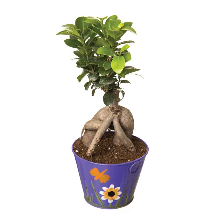 Ficus Bonsai 4 year old plant in pot - for online delivery for corporate gift birthday anniversary congratulations good-luck - free urgent delivery India - Delhi Mumbai Bangalore Pune Hyderabad Chennai Kolkata Ahmedabad NOIDA Gurugram