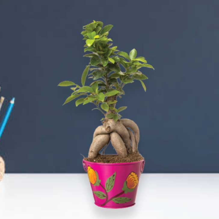 Ficus Bonsai 4 year old plant in pot - for online delivery for corporate gift birthday anniversary congratulations good-luck - free urgent delivery India - Delhi Mumbai Bangalore Pune Hyderabad Chennai Kolkata Ahmedabad NOIDA Gurugram