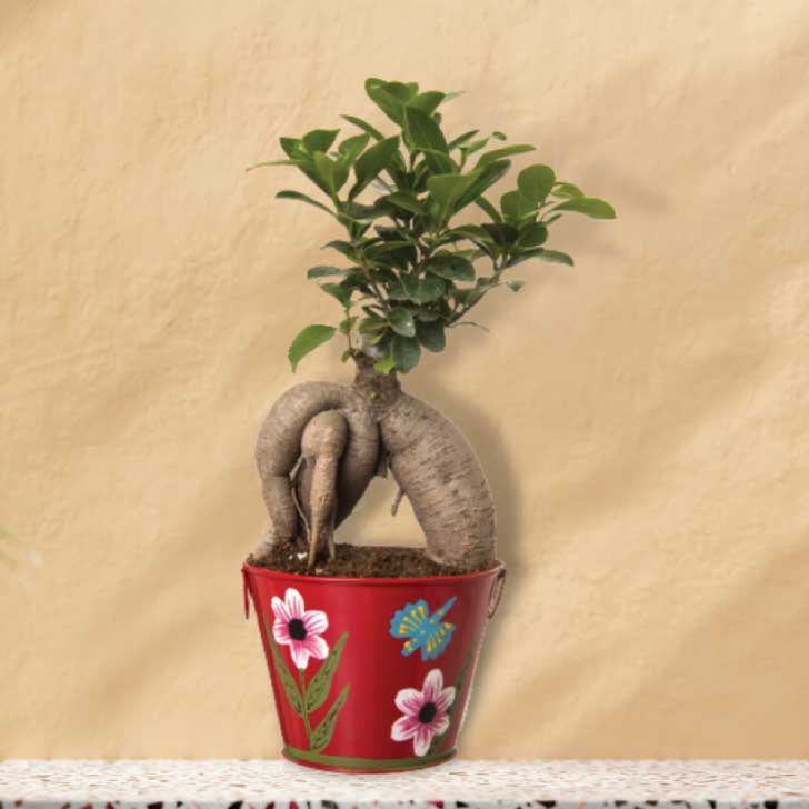 Ficus Bonsai 4 year old plant in pot - for online delivery for corporate gift birthday anniversary congratulations good-luck - free urgent delivery India - Delhi Mumbai Bangalore Pune Hyderabad Chennai Kolkata Ahmedabad NOIDA Gurugram