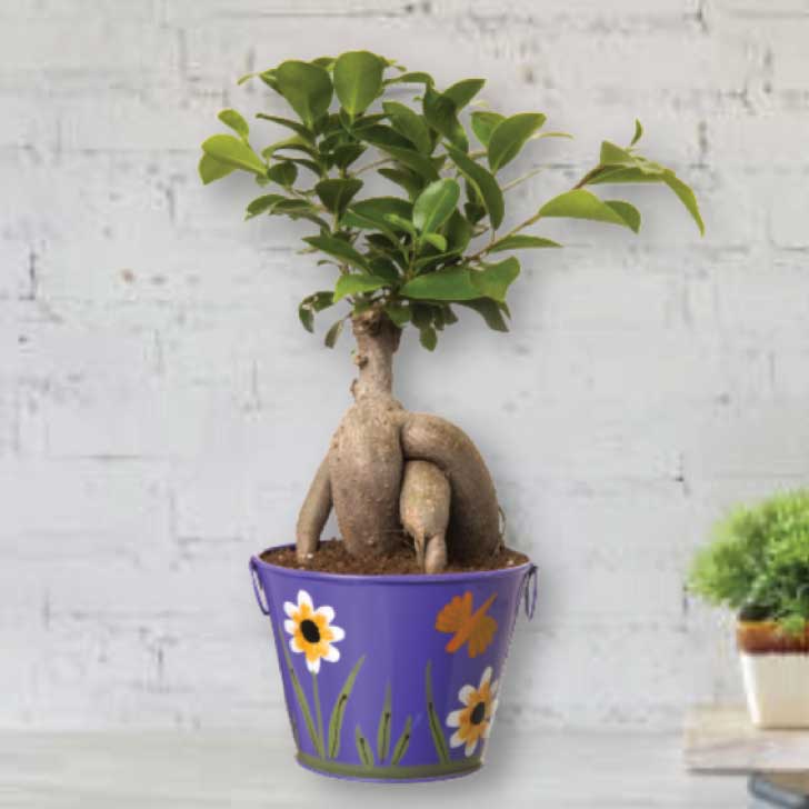 Ficus Bonsai 4 year old plant in pot - for online delivery for corporate gift birthday anniversary congratulations good-luck - free urgent delivery India - Delhi Mumbai Bangalore Pune Hyderabad Chennai Kolkata Ahmedabad NOIDA Gurugram