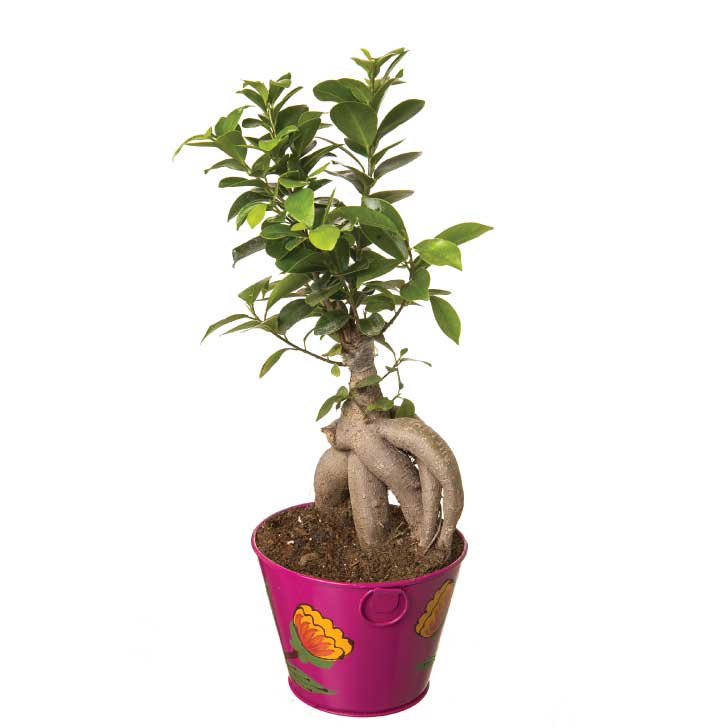 Ficus Bonsai 4 year old plant in pot - for online delivery for corporate gift birthday anniversary congratulations good-luck - free urgent delivery India - Delhi Mumbai Bangalore Pune Hyderabad Chennai Kolkata Ahmedabad NOIDA Gurugram