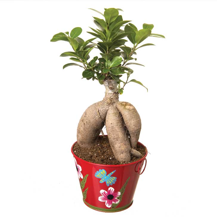 Ficus Bonsai 4 year old plant in pot - for online delivery for corporate gift birthday anniversary congratulations good-luck - free urgent delivery India - Delhi Mumbai Bangalore Pune Hyderabad Chennai Kolkata Ahmedabad NOIDA Gurugram