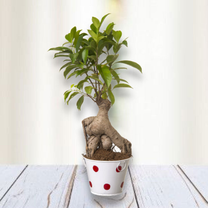 Ficus Bonsai 4 year old plant in pot - for online delivery for corporate gift birthday anniversary congratulations good-luck - free urgent delivery India - Delhi Mumbai Bangalore Pune Hyderabad Chennai Kolkata Ahmedabad NOIDA Gurugram