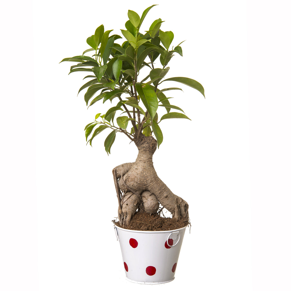 Ficus Bonsai 4 year old plant in pot - for online delivery for corporate gift birthday anniversary congratulations good-luck - free urgent delivery India - Delhi Mumbai Bangalore Pune Hyderabad Chennai Kolkata Ahmedabad NOIDA Gurugram