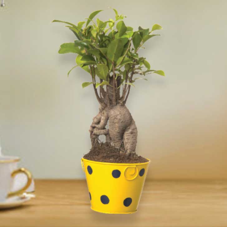 Ficus Bonsai 4 year old plant in pot - for online delivery for corporate gift birthday anniversary congratulations good-luck - free urgent delivery India - Delhi Mumbai Bangalore Pune Hyderabad Chennai Kolkata Ahmedabad NOIDA Gurugram