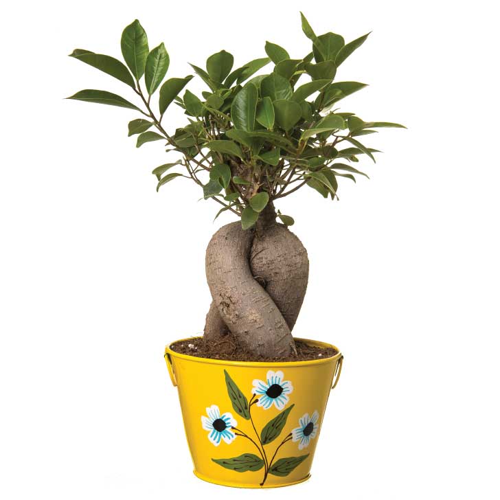 Ficus Bonsai 4 year old plant in pot - for online delivery for corporate gift birthday anniversary congratulations good-luck - free urgent delivery India - Delhi Mumbai Bangalore Pune Hyderabad Chennai Kolkata Ahmedabad NOIDA Gurugram