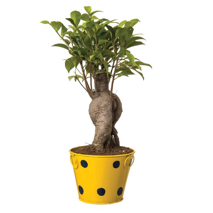 Ficus Bonsai 4 year old plant in pot - for online delivery for corporate gift birthday anniversary congratulations good-luck - free urgent delivery India - Delhi Mumbai Bangalore Pune Hyderabad Chennai Kolkata Ahmedabad NOIDA Gurugram