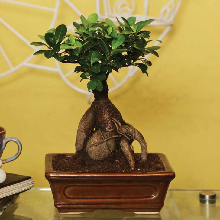 Ficus Bonsai 6 year old plant in pot - for online delivery for corporate gift birthday anniversary congratulations good-luck - free urgent delivery India - Delhi Mumbai Bangalore Pune Hyderabad Chennai Kolkata Ahmedabad NOIDA Gurugram
